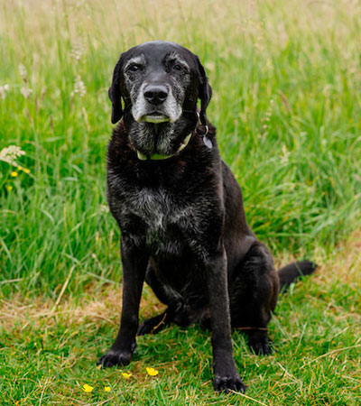 Ben dog